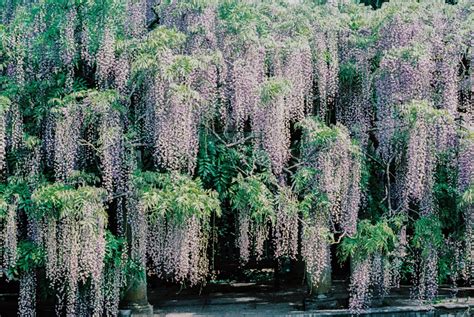 南非樹紫藤照顧|南非紫藤樹幾月開花？一覽五彩繽紛的芳香花海 